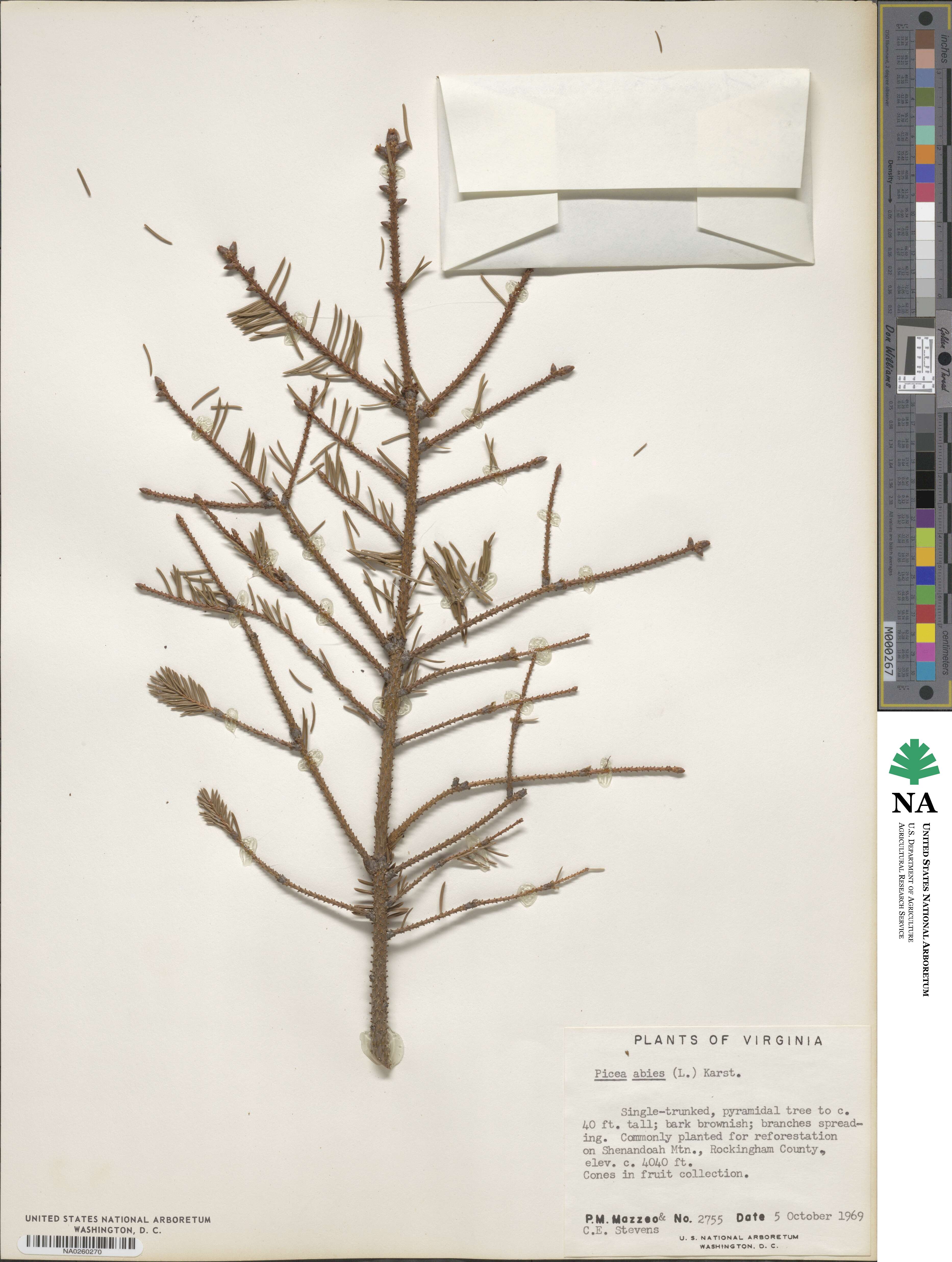 Picea abies image