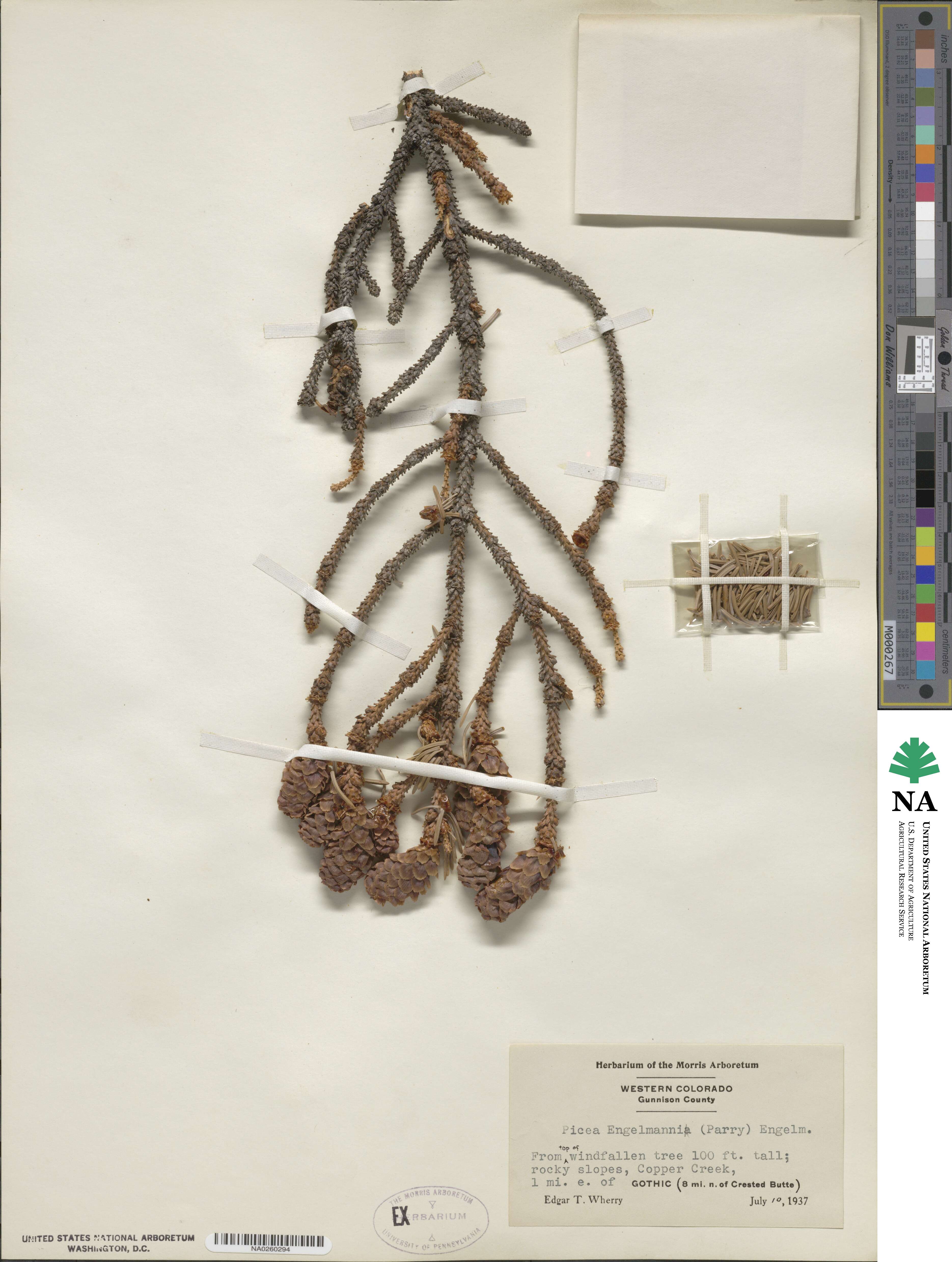 Picea image