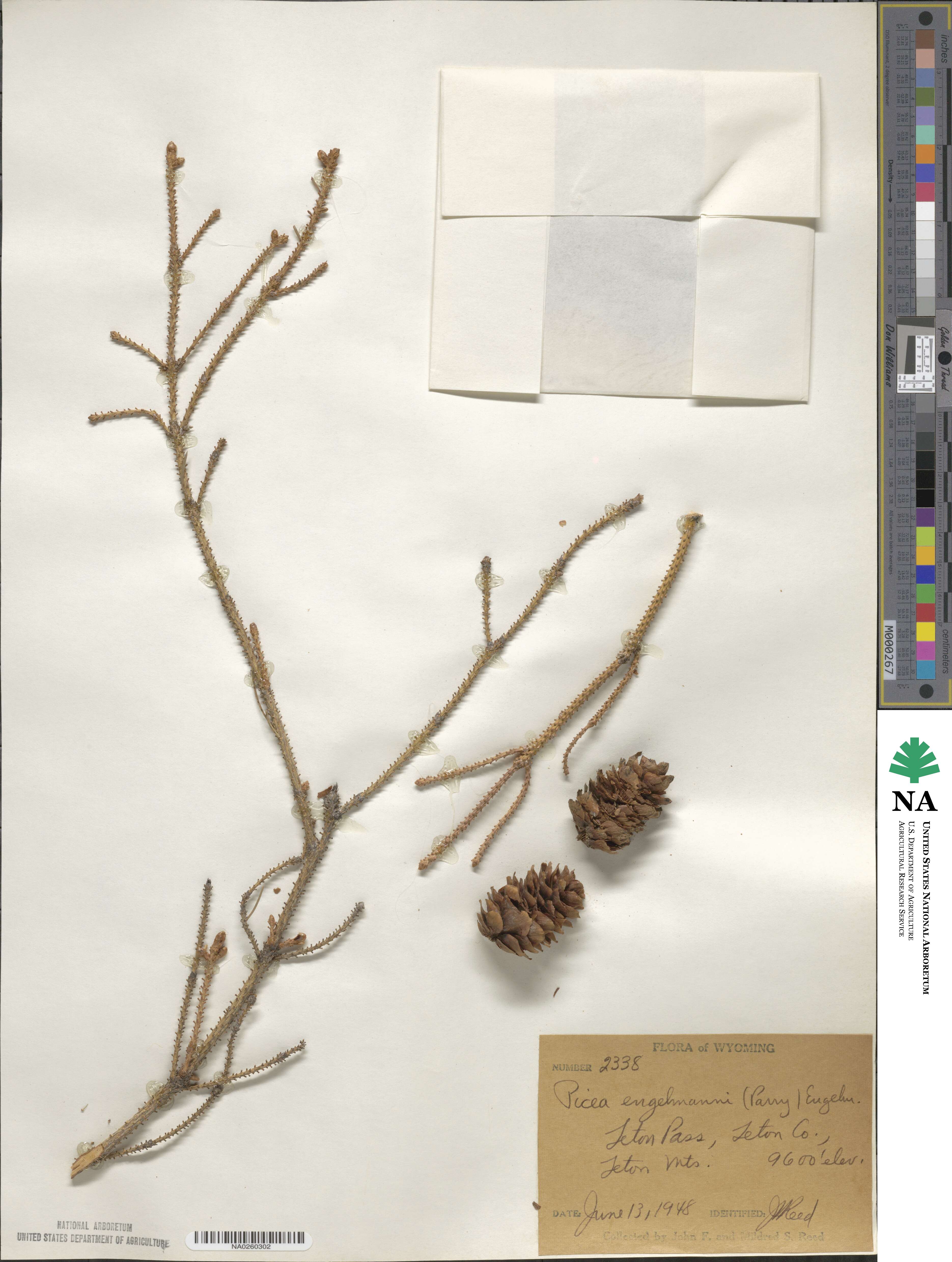 Picea engelmannii image