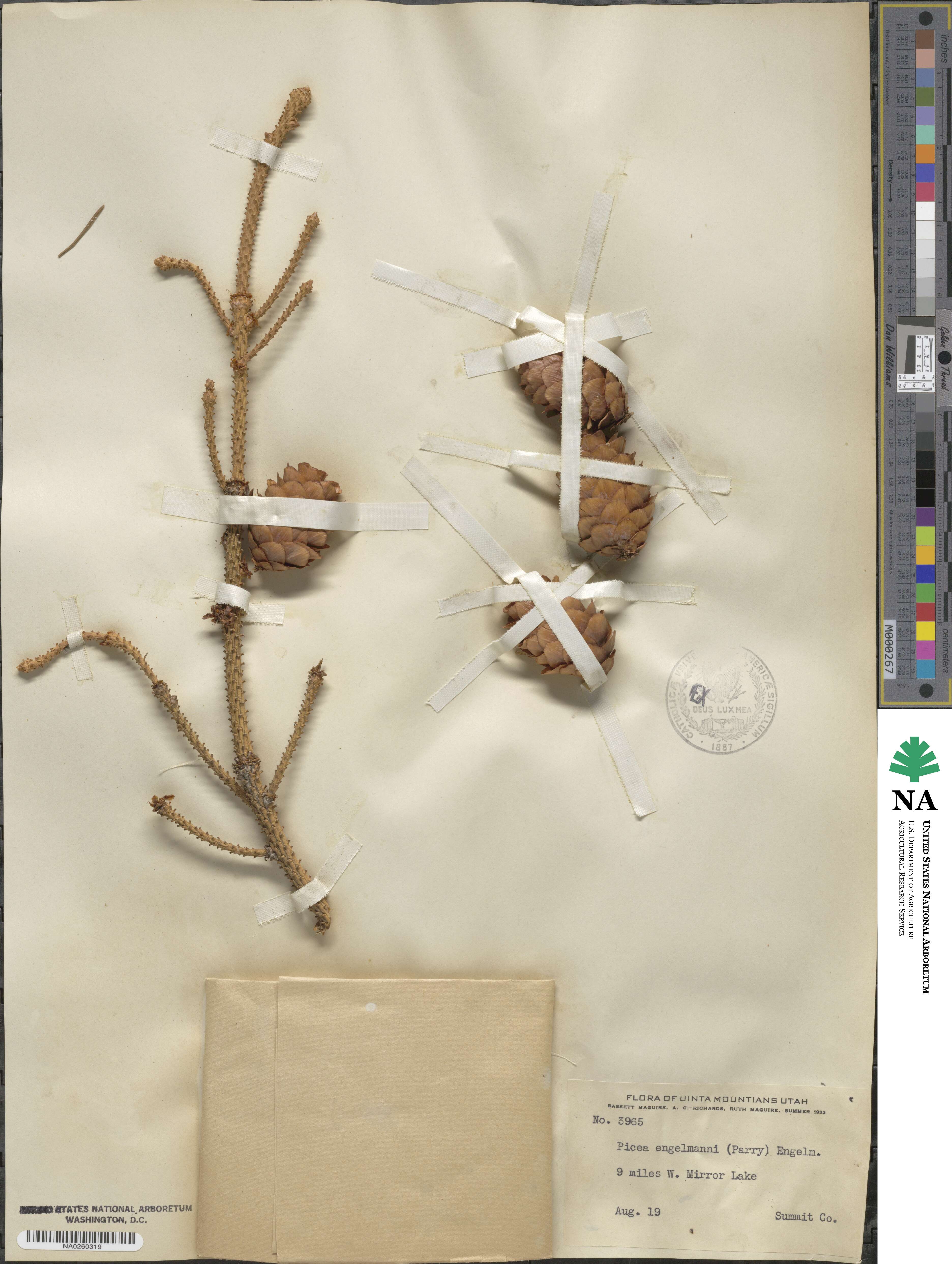 Picea engelmannii image