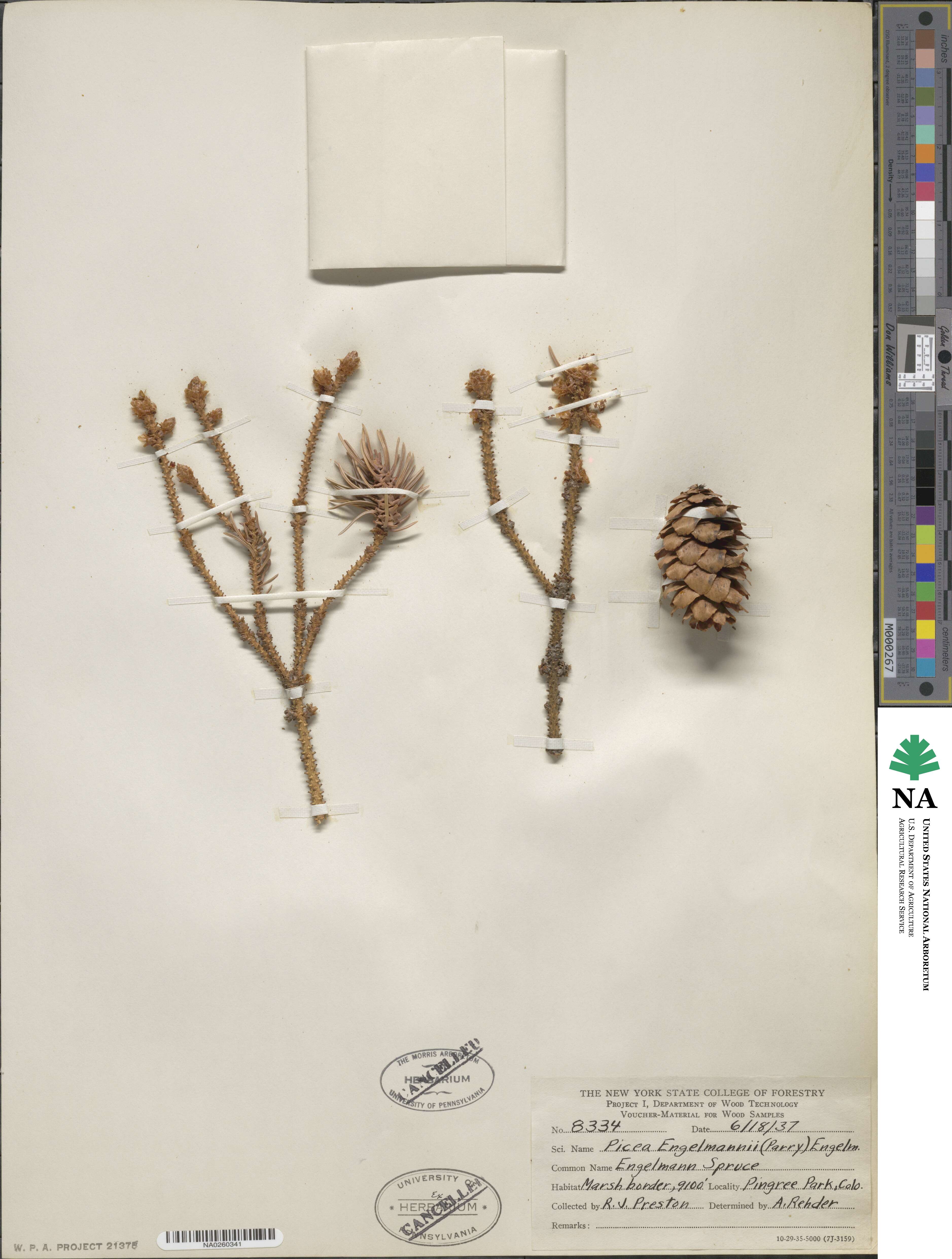 Picea engelmannii image