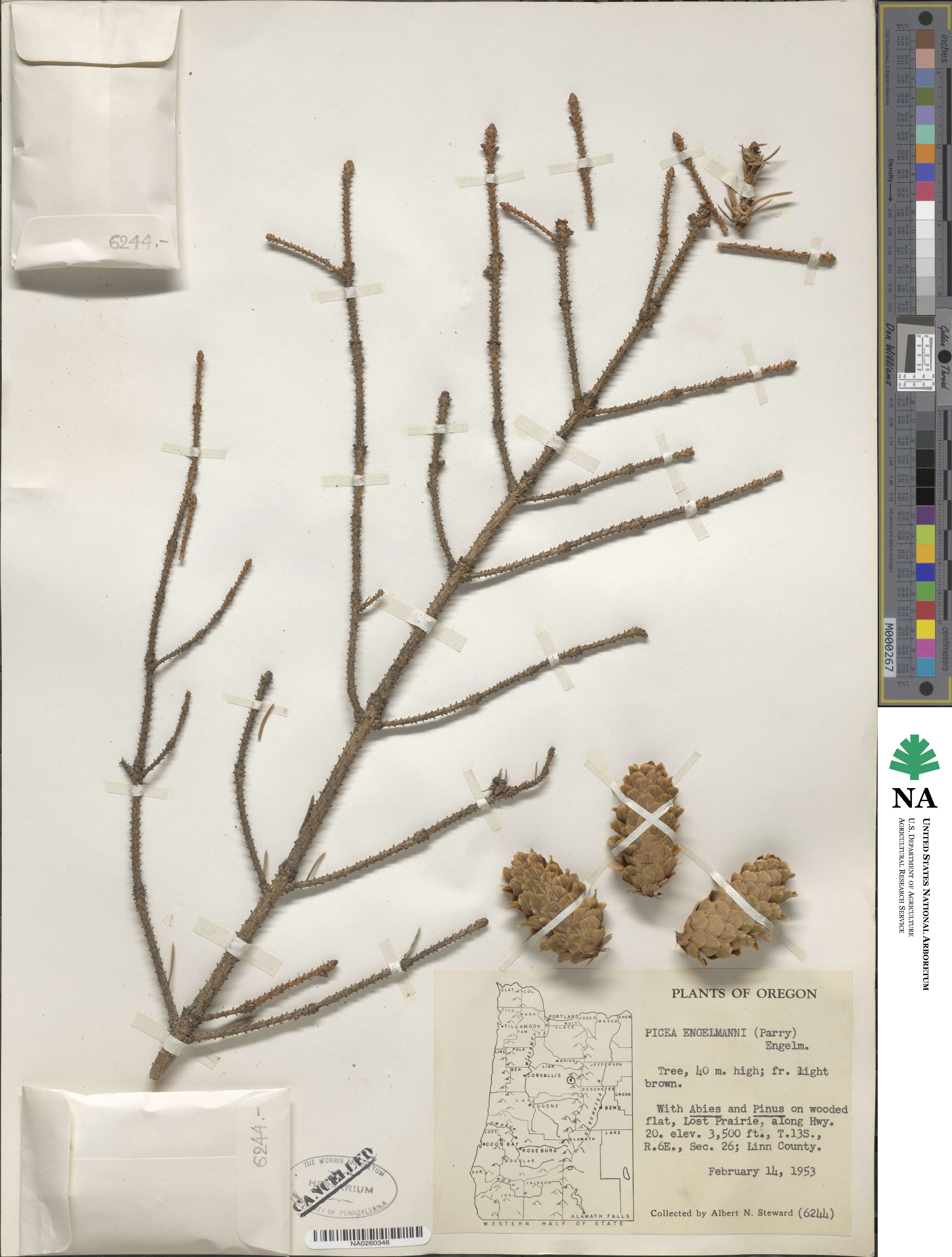 Picea engelmannii image