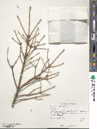 Picea glauca image