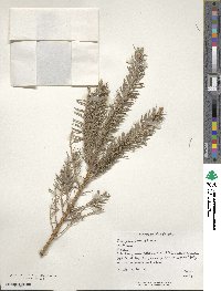 Picea glauca image