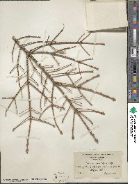 Picea glauca image