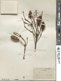 Picea glauca image