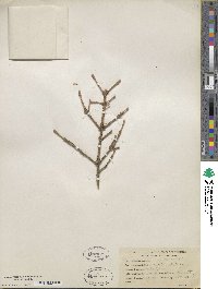 Picea glauca image