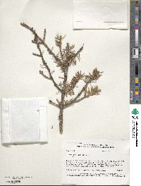 Picea glauca image