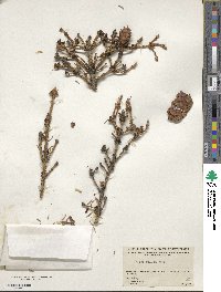 Picea glauca image