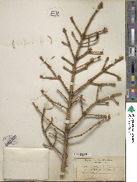 Picea glauca image