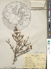 Picea glauca image