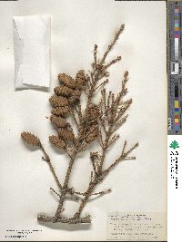 Picea glauca image