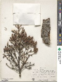 Picea glauca image