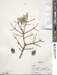 Picea glauca image