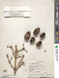 Picea glauca image