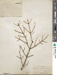 Picea glauca image