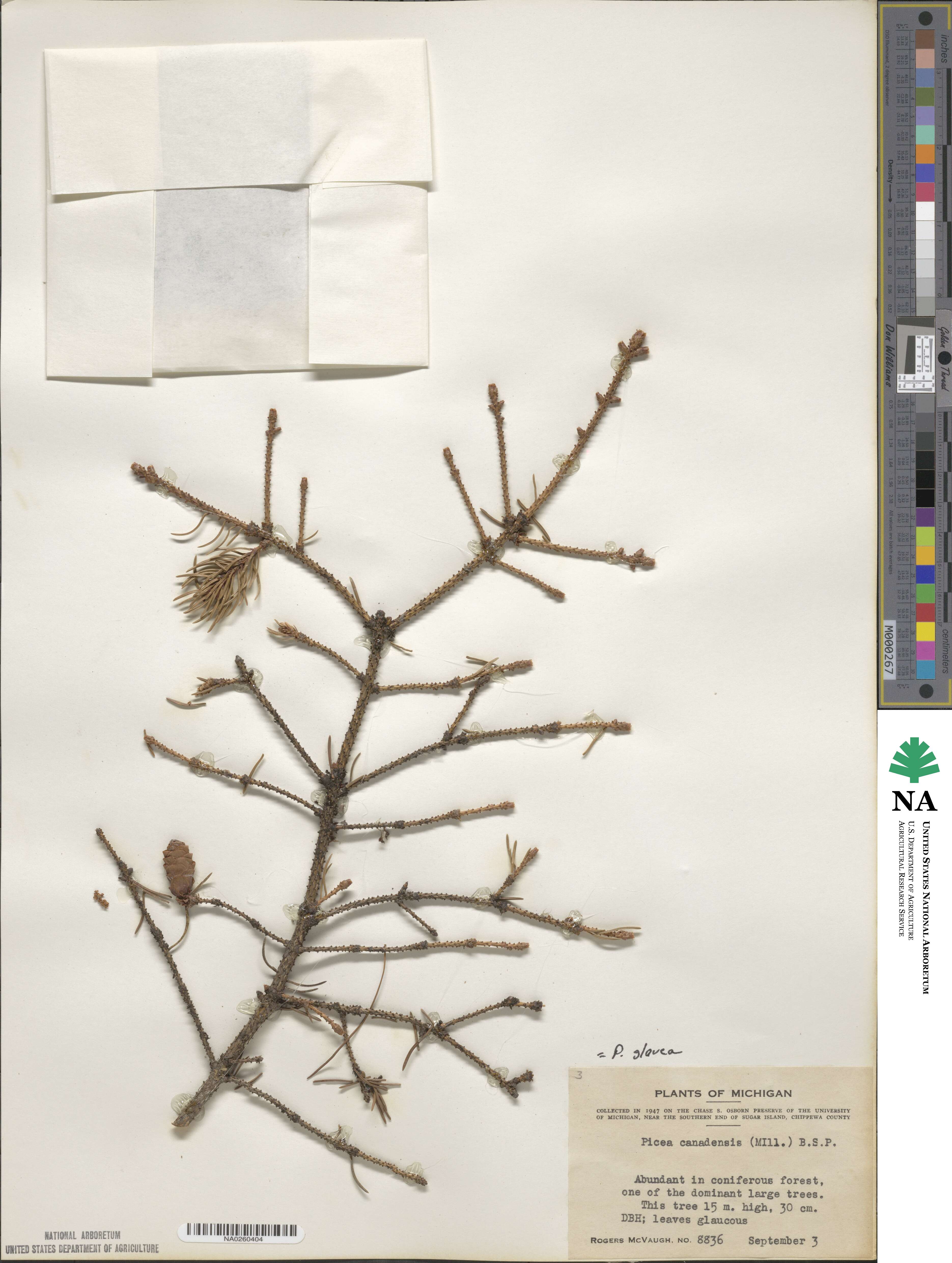 Picea glauca image