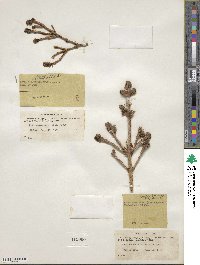 Picea glauca image