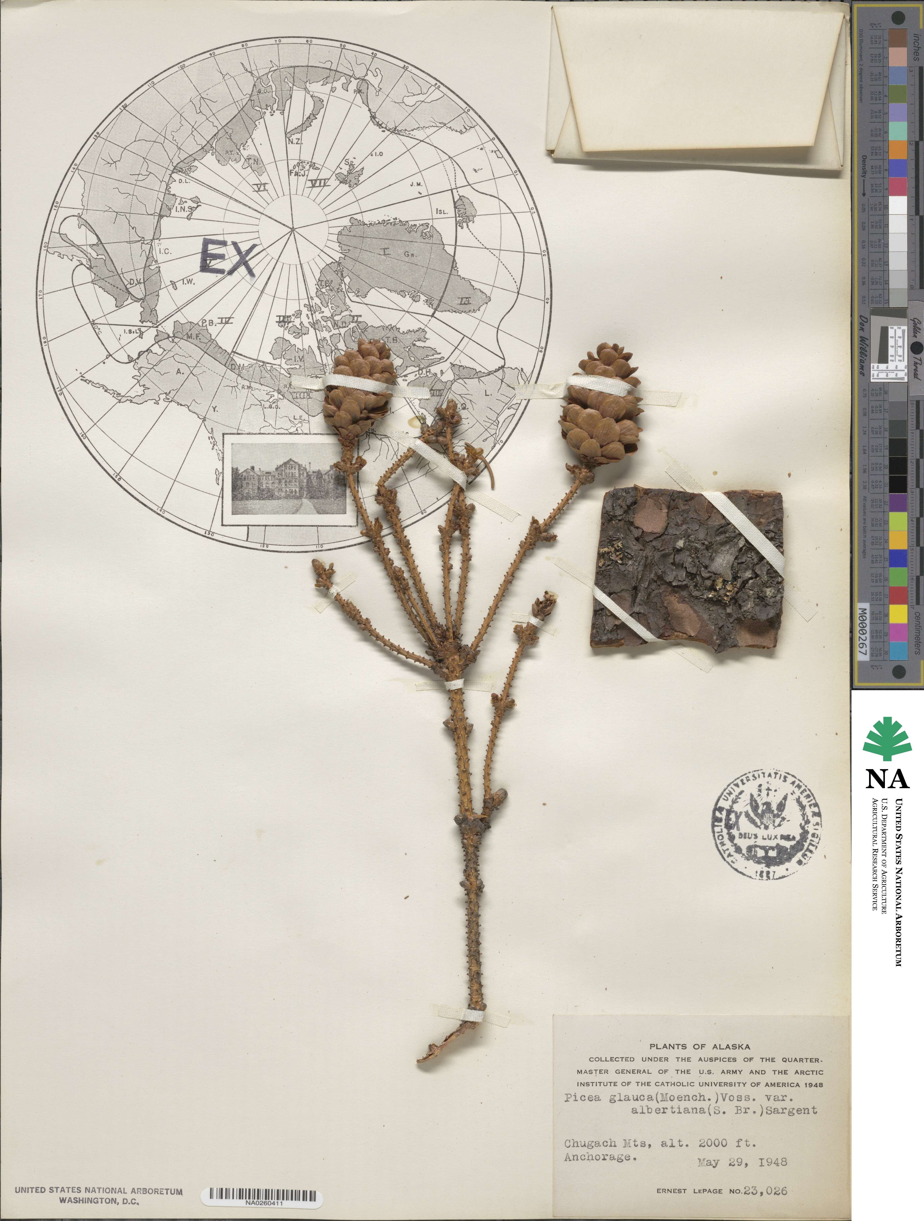 Picea glauca var. albertiana image