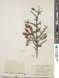 Picea glauca image