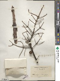 Picea mariana image