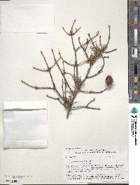 Picea mariana image