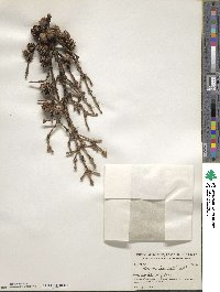 Picea mariana image