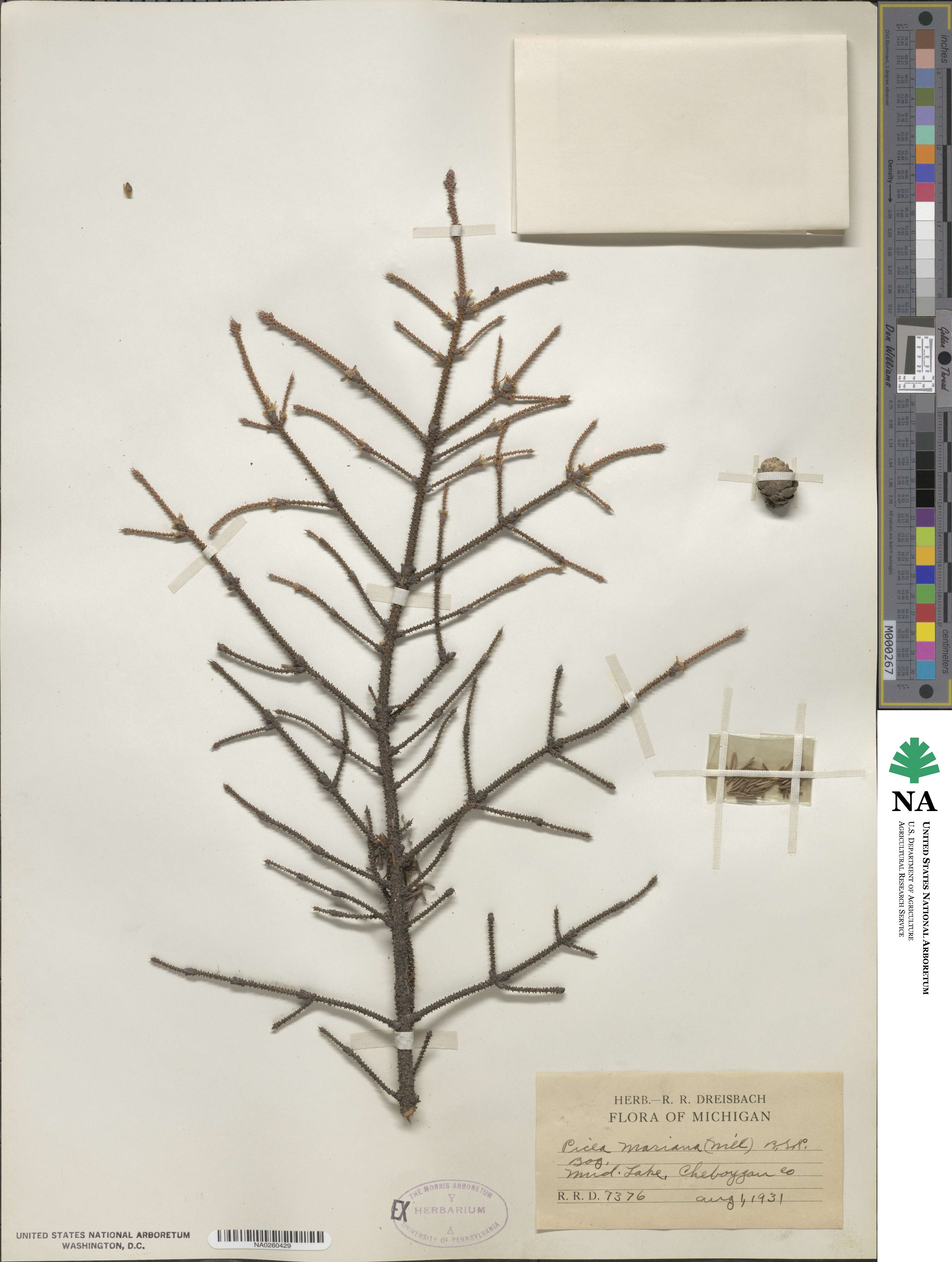 Picea mariana image