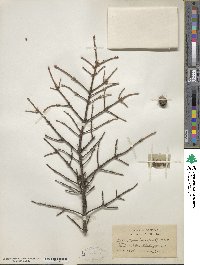 Picea mariana image