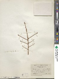 Picea mariana image