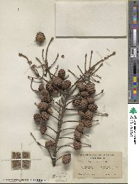 Picea mariana image