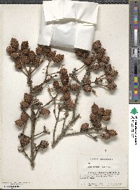 Picea mariana image