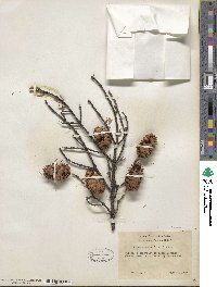 Picea mariana image