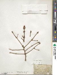 Picea mariana image