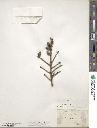 Picea mariana image