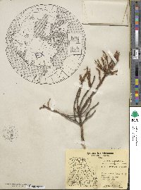 Picea mariana image