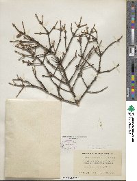 Picea mariana image