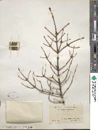 Picea mariana image