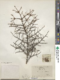 Picea mariana image