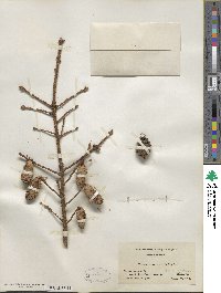 Picea mariana image