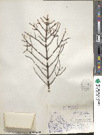 Picea mariana image