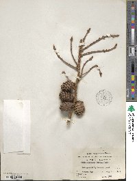 Picea mariana image