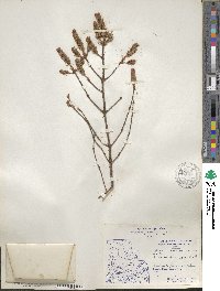 Picea mariana image