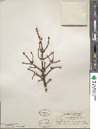 Picea mariana image