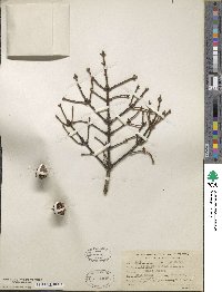 Picea mariana image