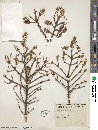 Picea mariana image