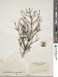 Picea mariana image