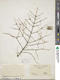 Picea mariana image