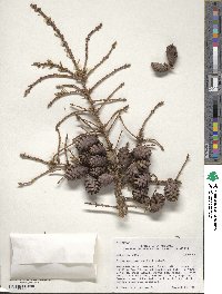 Picea mariana image