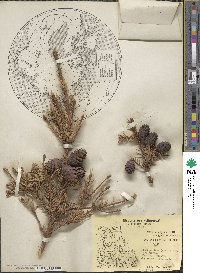 Picea mariana image